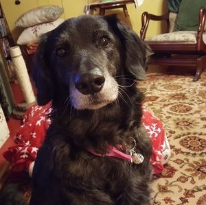 Meet your Posher, Janet